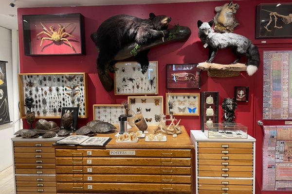 Taxidermy and insect displays