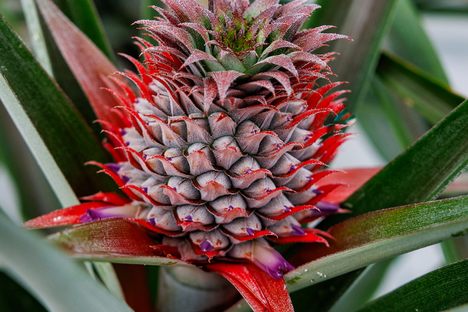 A pineapple growing at Plantação de Ananás dos Açores.