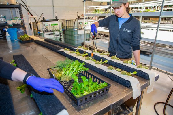 Rare greens and native plants alike find their way from Farm & Market’s greenhouses to its restaurant next door.