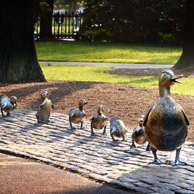 Mrs Mallard and her entire brood.