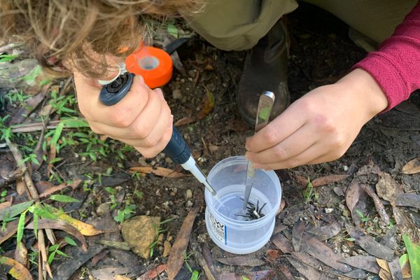 Tracking the small spiders involves quick, careful work.