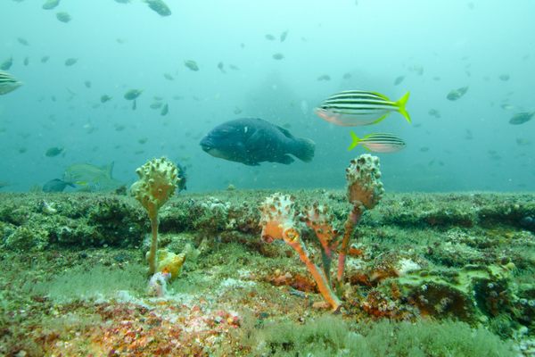 A group of fish loitering around the discharge of the Sydney Desalination Plant.